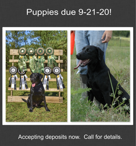 4x GRHRCH UH Triggers Shock N Awe HOF MH x HRCH PCK's Belle Of The Bayou